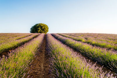 Scenic view of field against clear sky