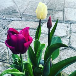 Close-up of pink roses