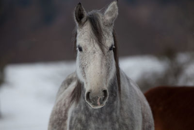 Horse standing on snowy field