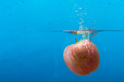 Close-up of jellyfish against blue background