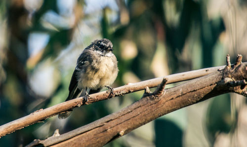 Close-up of grey fantail perching on branch