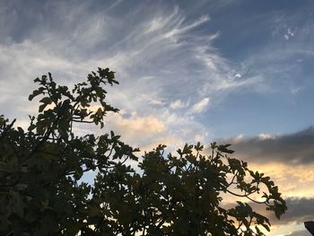 Low angle view of trees against sky