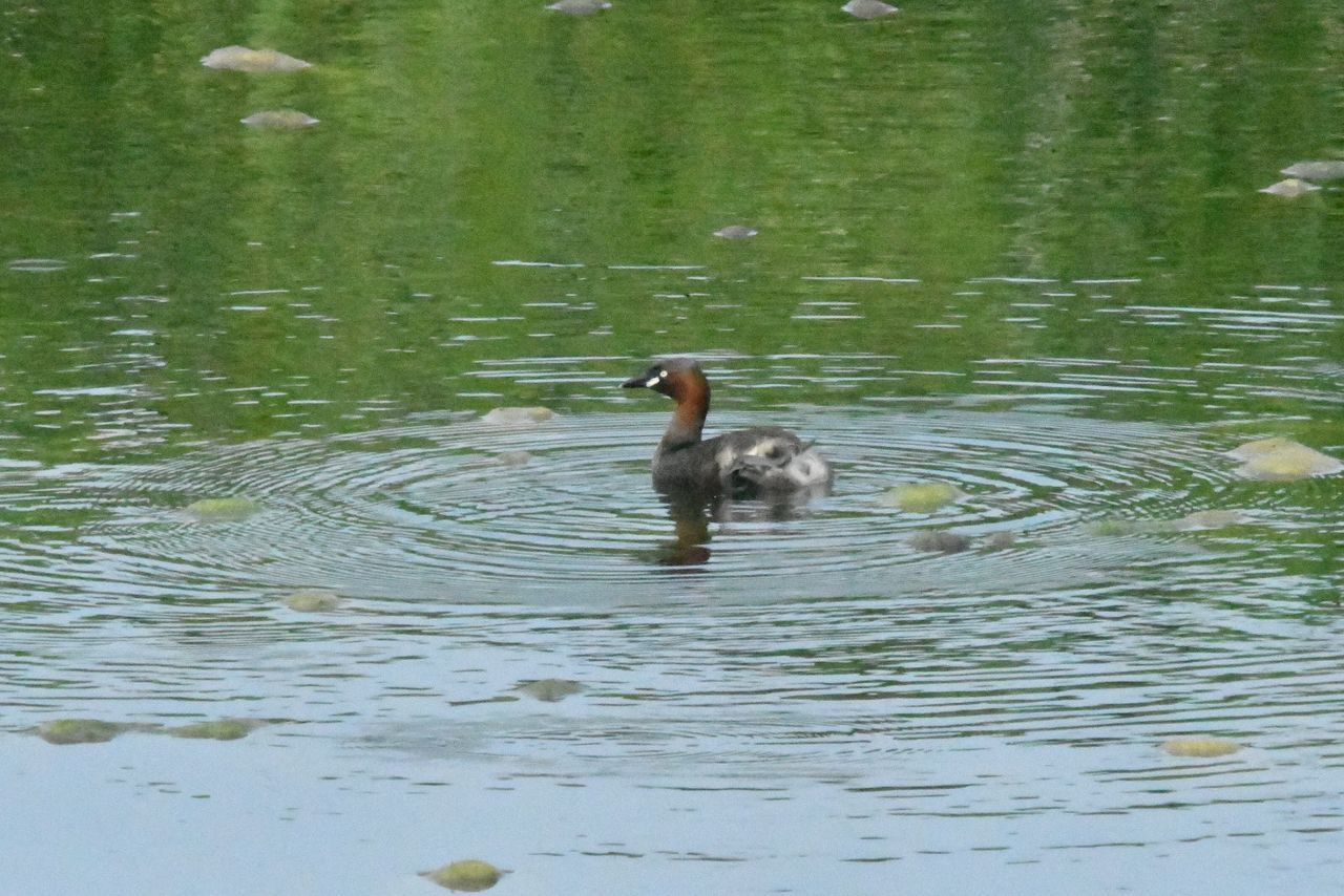 animal wildlife, animal themes, animal, animals in the wild, water, vertebrate, lake, swimming, bird, one animal, waterfront, young bird, young animal, no people, day, nature, duckling, water bird, duck, outdoors, animal family, cygnet, gosling