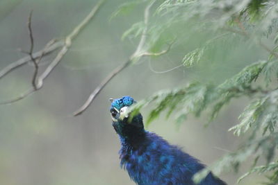 Close-up of a bird on branch