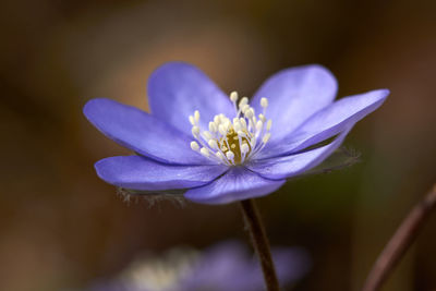 Close-up of purple flowering plant