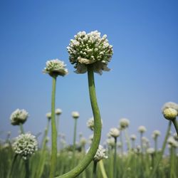 Close-up of flowering plant against blue sky