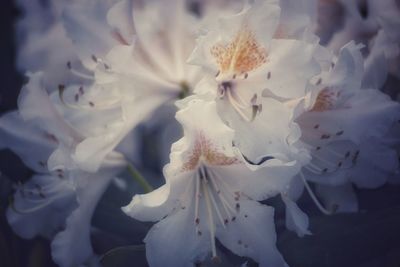 Close-up of white cherry blossom