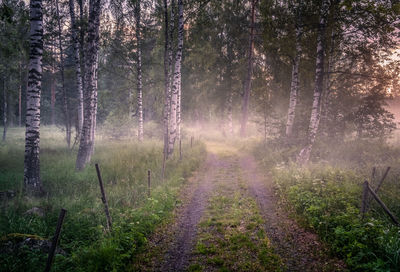 Pine trees in forest during foggy weather