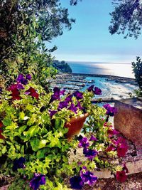 Purple flowering plants by sea against sky