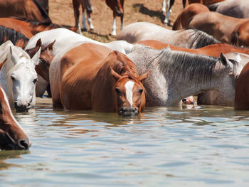 Horses standing in lake
