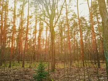 Trees in forest