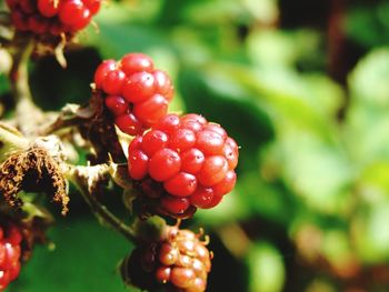 Close-up of berries on tree