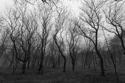 Bare trees in forest during foggy weather