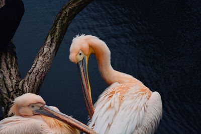 Pelicans swimming 