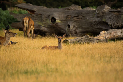 Animal on field