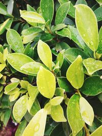 Close-up of wet plant