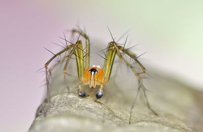 Close-up of insect