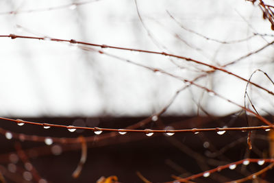 Close-up of wet spider web on plant