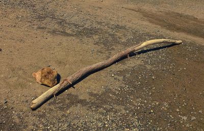 High angle view of lizard on wood