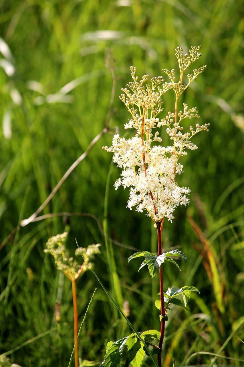 CLOSE-UP OF FLOWERING PLANT AGAINST WHITE FLOWER