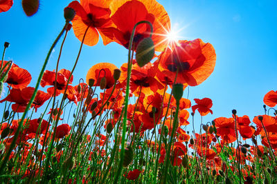 Landscape with blooming poppy flowers against blue sky