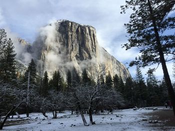 Low angle view of trees on snow covered landscape