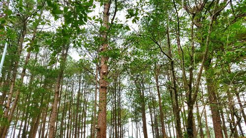 Low angle view of bamboo trees in forest