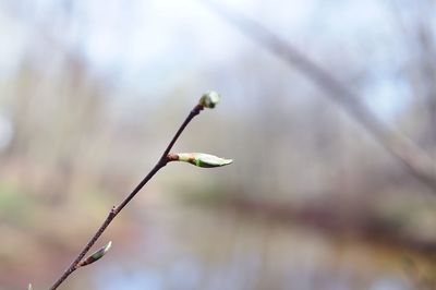 Close-up of plant against blurred background