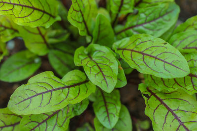 Rumex sanguineus. close up of red sorrel plant.