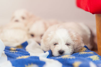 Close-up of puppy sleeping