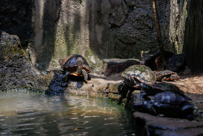 The brazilian tortoise belongs to the order testudines, which contains about 250 species of turtles