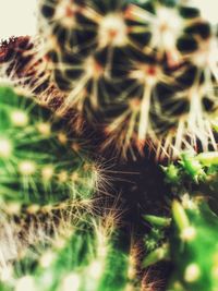 Close-up of cactus plant