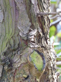 Close-up of tree trunk