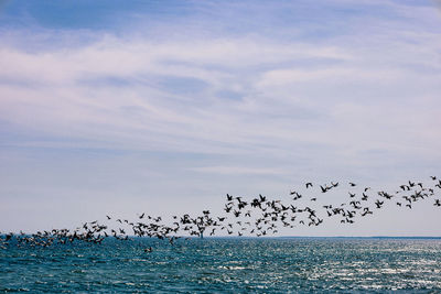 Birds flying over sea against sky