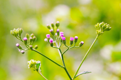 Close-up of purple flowers