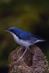 Close-up of bird perching on rock