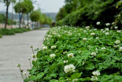 Close-up of fresh white flowering plants in park