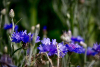 Close-up of purple flowering plants on field