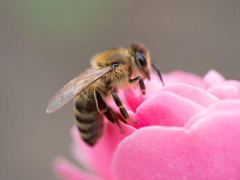 Busy bee on a rose flower