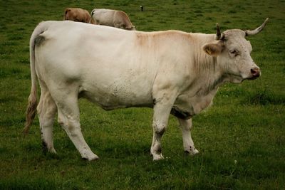 Cow standing on grassy field