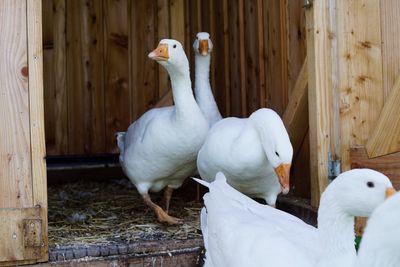 View of goose in wooden pen