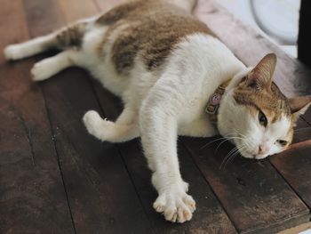 High angle view of cat resting on floor