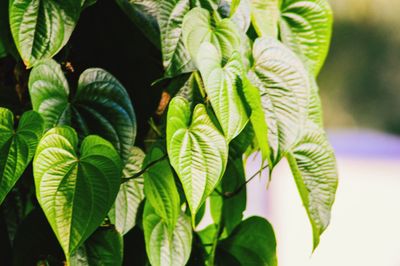 Close-up of leaves