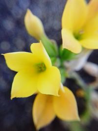 Close-up of yellow daffodil blooming outdoors