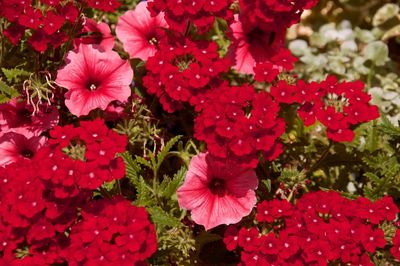 Close-up of pink flowers