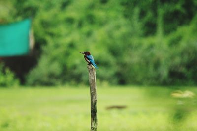 Close-up of bird perching outdoors