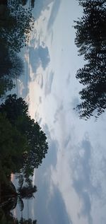 Low angle view of trees against sky