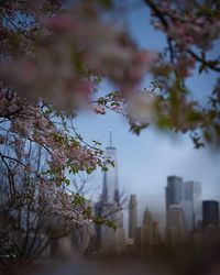 Cherry tree by buildings against sky