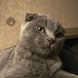 Close-up portrait of a cat looking away