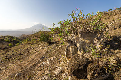 Plants growing on rocks against sky